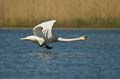 021 Höckerschwan im Flug (Cygnus olor)